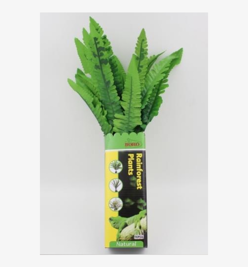 Ostrich Fern, transparent png