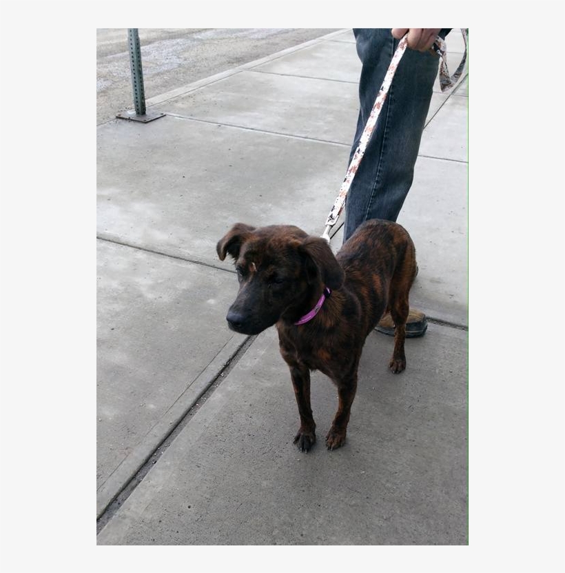 Snickers Adopted Into A Forever Home - Treeing Tennessee Brindle, transparent png