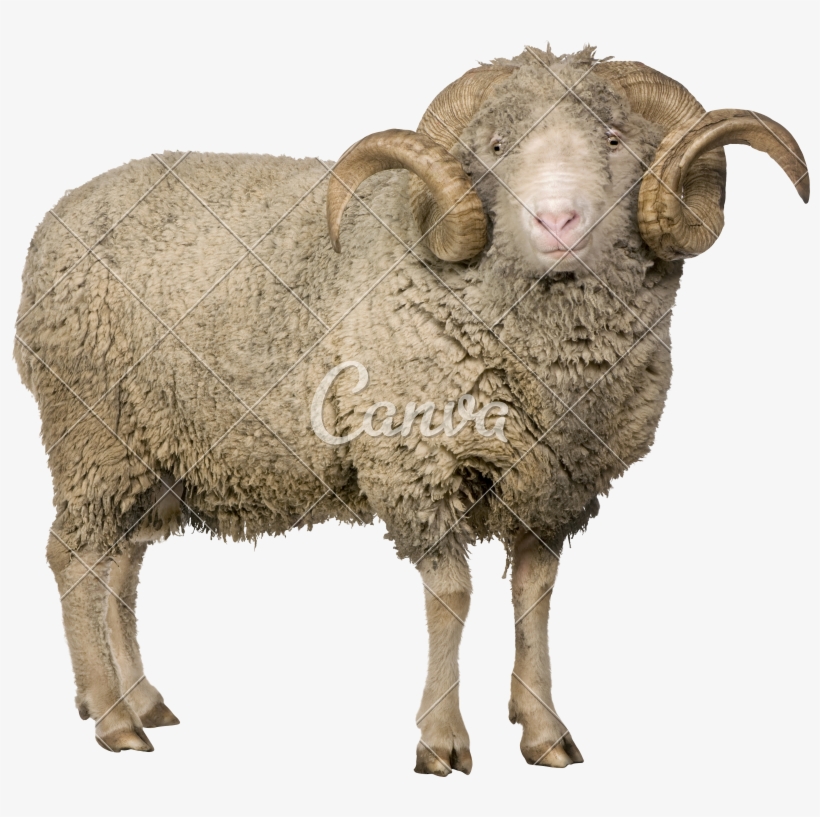 Mouton Merinos D Arles, transparent png