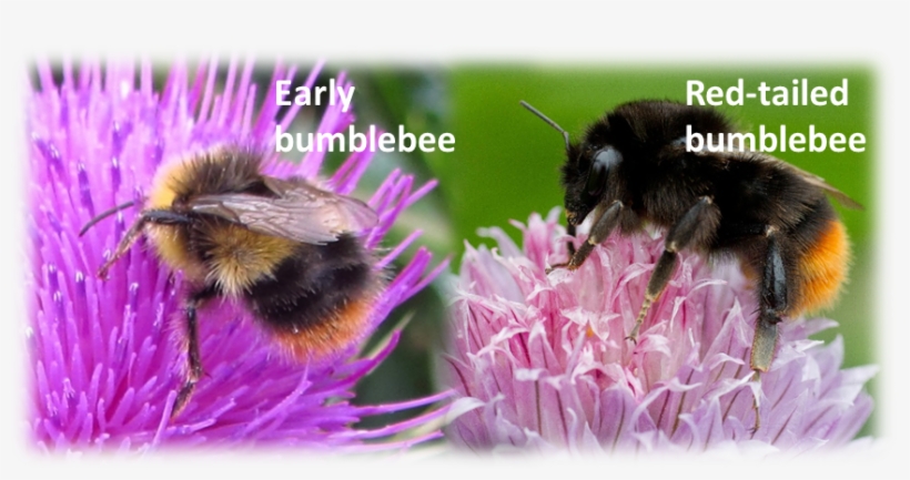 Submit Photos Of Bumblebees - Bumblebee, transparent png