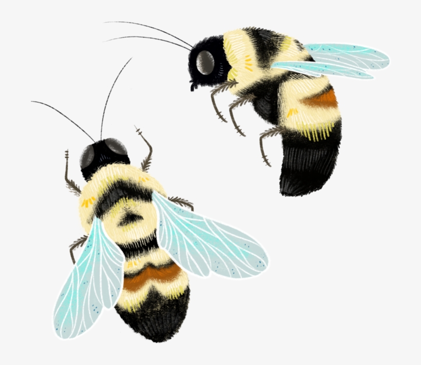 Honeybee, transparent png