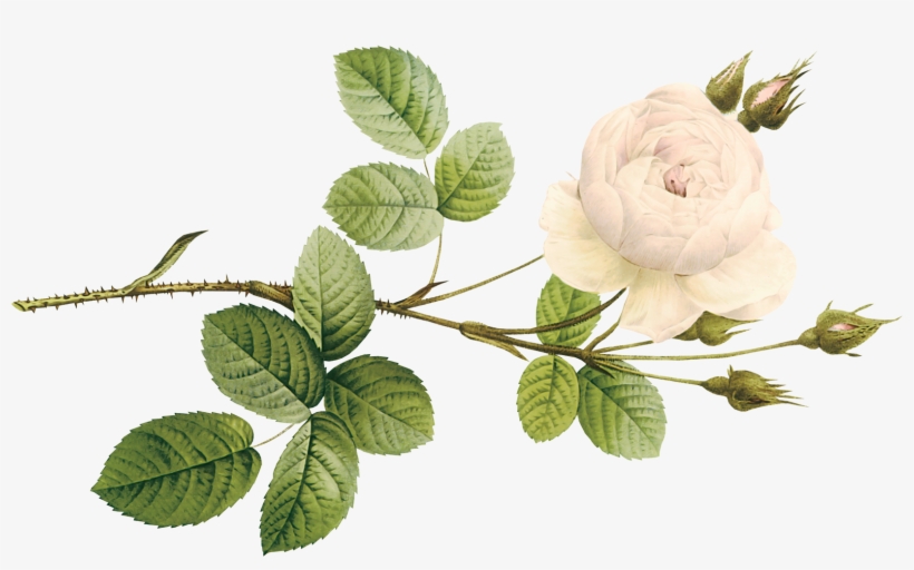 Garden Roses, transparent png