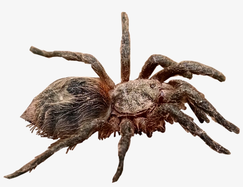 #tarantula #spider #araña #arañapollito - Wolf Spider, transparent png