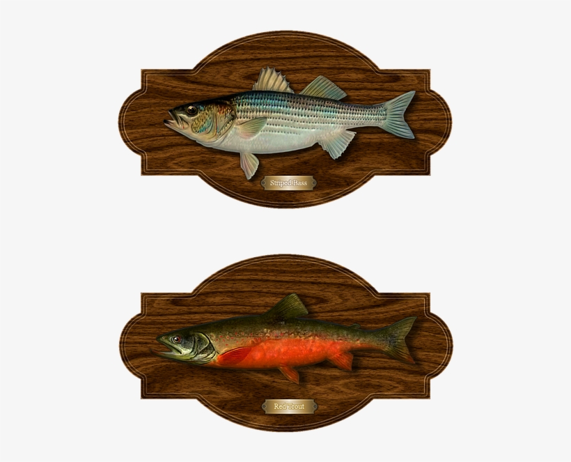 Fish, Trout, Bass, Trophy Catch, Striped Bass - Invitation, transparent png