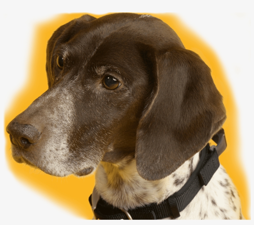 Order Monthly Meal Plan For Your Dog - Hunting Dog, transparent png