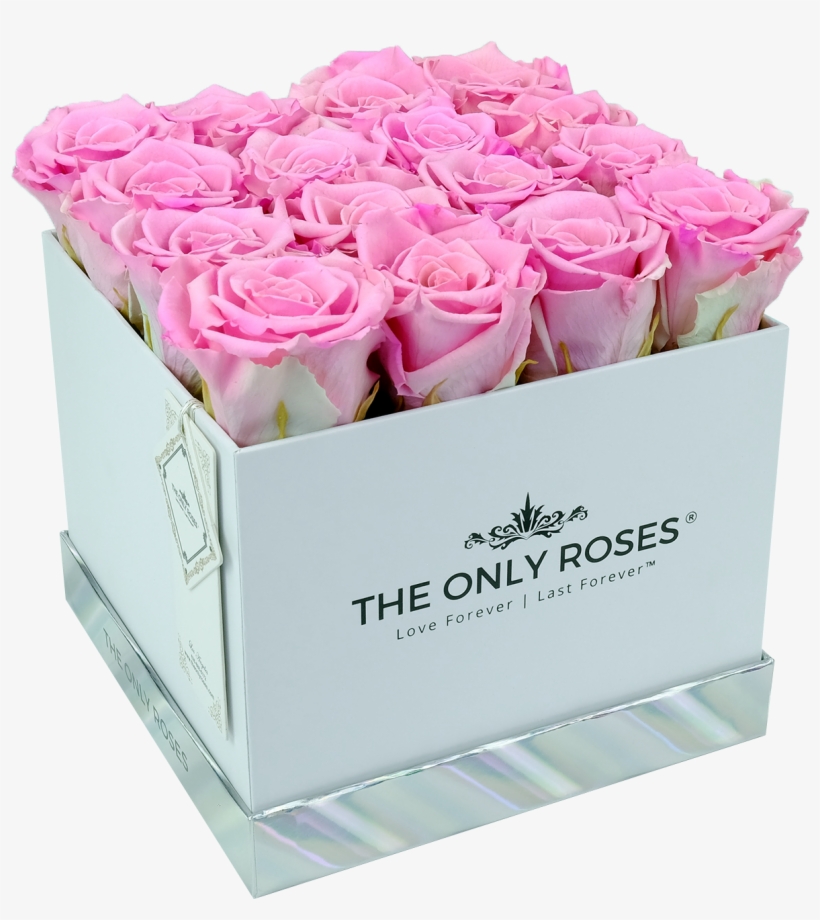 Pink Preserved Roses - Garden Roses, transparent png