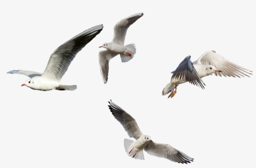 Seagulls Sticker - European Herring Gull, transparent png