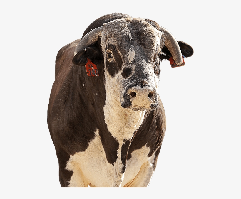 Red Bandana - Dairy Cow, transparent png