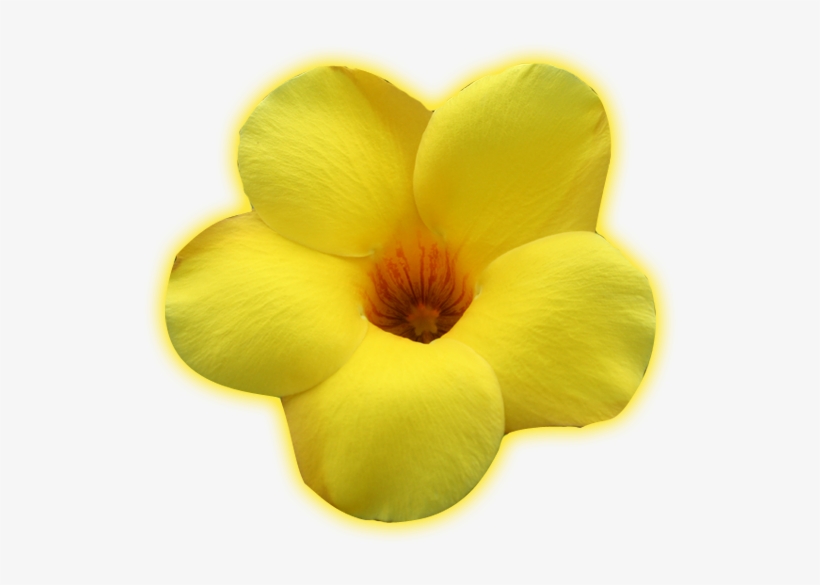 Dreammakers - Hibiscus, transparent png