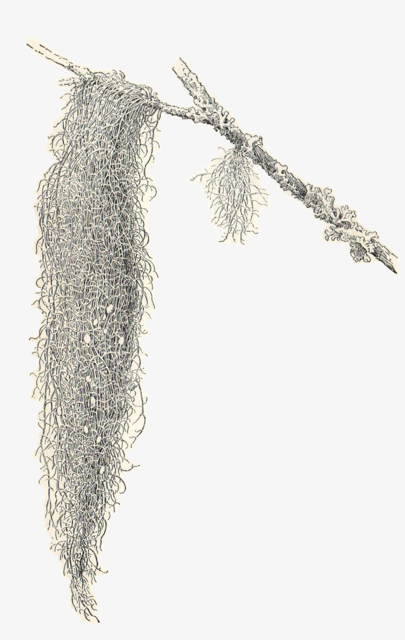 Spanish Moss Clipart Freeuse Download - Spanish Moss Clipart, transparent png