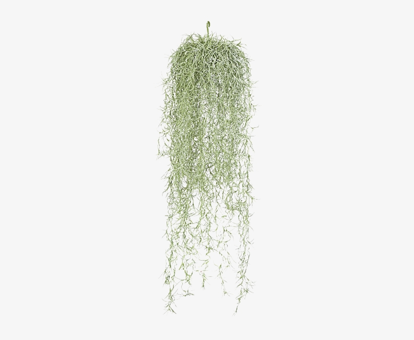 Download Transparent Hanging Moss Png Hanging Spanish Moss PNGkit