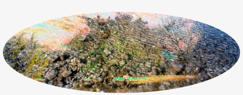 Hdl9 - - Moss, transparent png