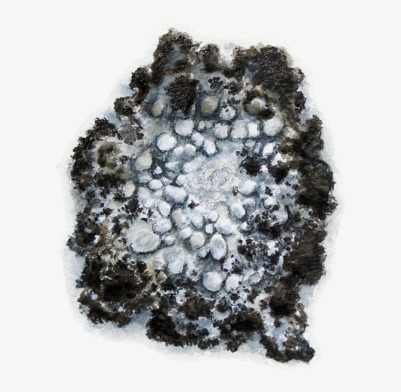 Iceland Moss - Cetraria Islandica - Sphere, transparent png