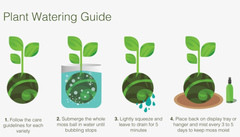 Which Are Sometimes Called "japanese String Gardens" - Watering A Kokedama, transparent png