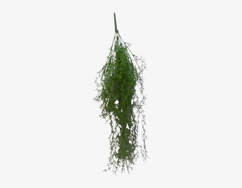 Spanish Moss Png Graphic Download Spanish Moss 800x600 PNG Download PNGkit
