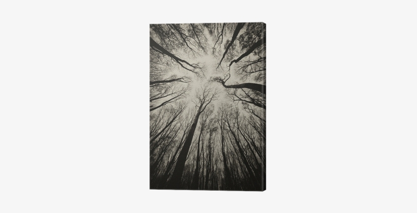 Upward View In A Dark Spooky Forest Sepia Canvas Print - Witchcraft For Beginners: A Guide To Contemporary Witchcraft,, transparent png