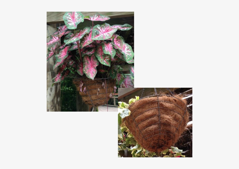 Hanging Baskets Lined With Peat Moss Peat Moss 500x500 PNG Download