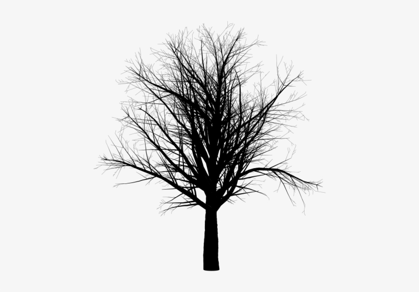Arbol Blanco Y Negro Png, transparent png