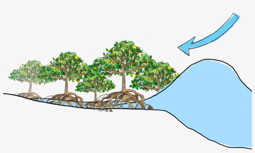 Graphic Royalty Free Download Mangrove Forest Ecosystem - Mangrove Tsunami, transparent png