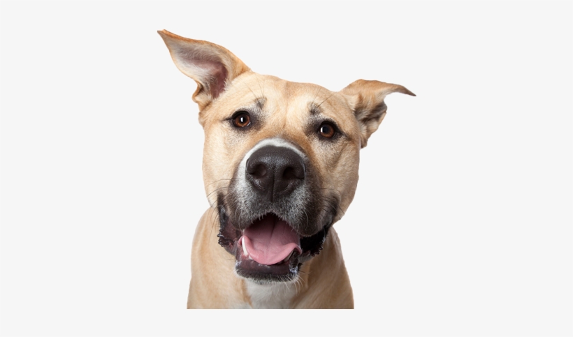 Dog Head Trans400web - Dog Face Photography, transparent png