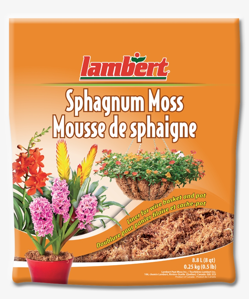 Mousse De Sphaigne, transparent png