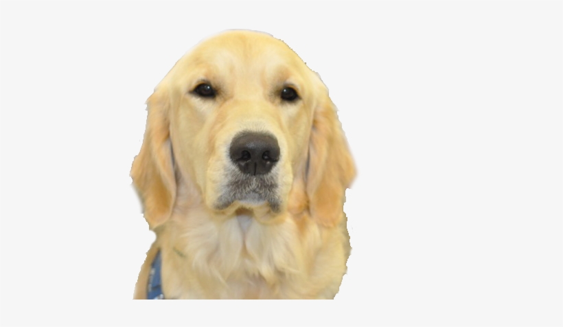 Golden Head No Background - Dogs Head No Background, transparent png