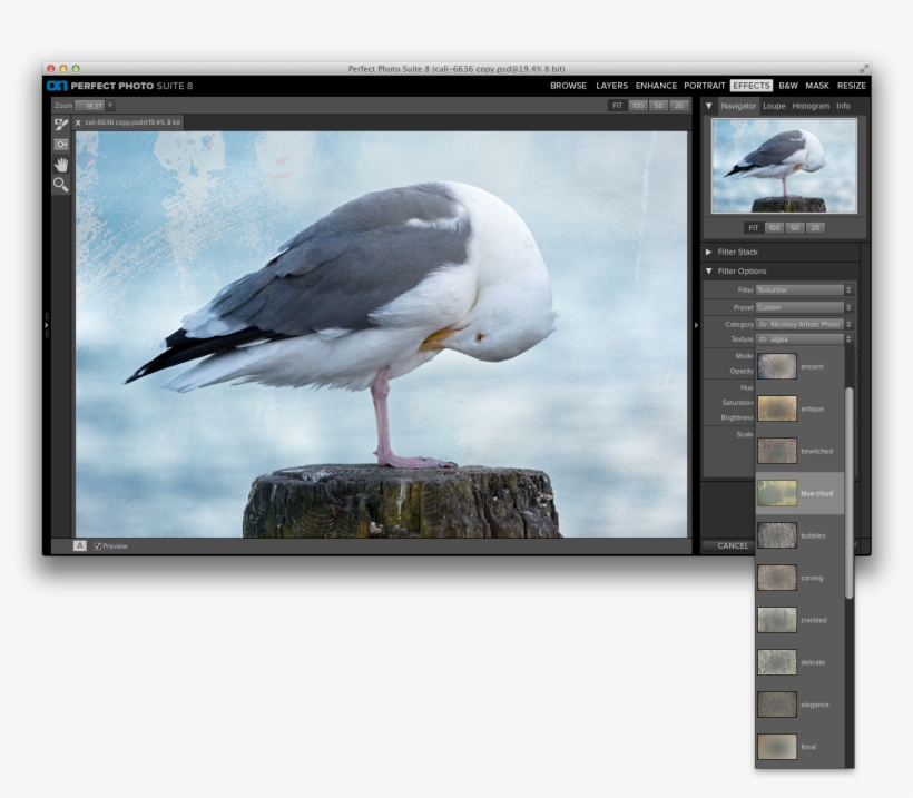 Select The Texture You Want To Use From The "texture" - Great Black-backed Gull, transparent png