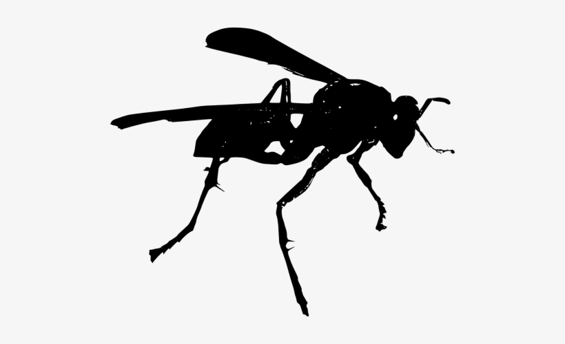 Vector Insects Hornet - Wasp Clip Art, transparent png