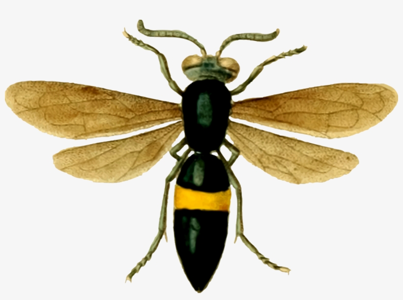 Hornet Bee Insect Butterfly Wasp - Wasps Logo Transparent, transparent png