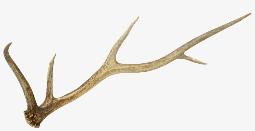Deer Antler Png, transparent png