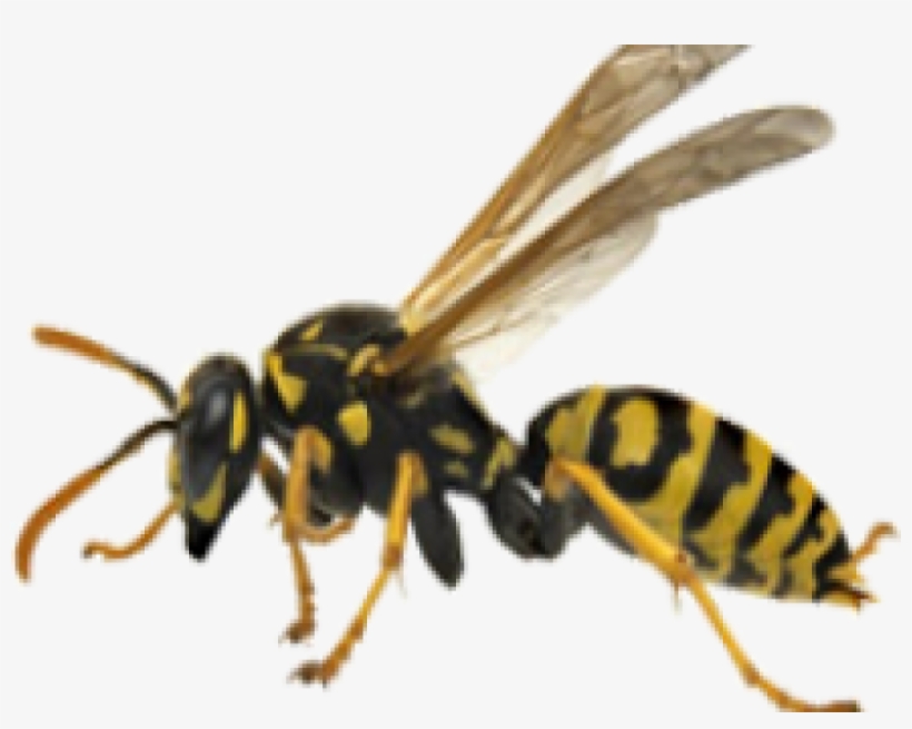 Wasps, Hornets, And Yellow Jackets - Wasp With Two Bodies, transparent png
