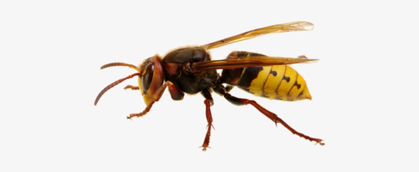 Hornet - Sršeň Png, transparent png