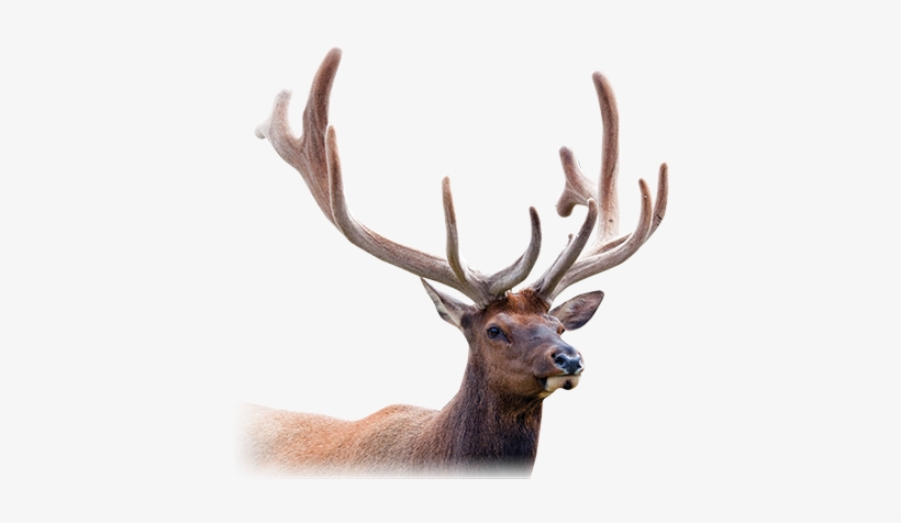 Deer Antler Png Picture Royalty Free Library - Deer Antler Velvet Png, transparent png