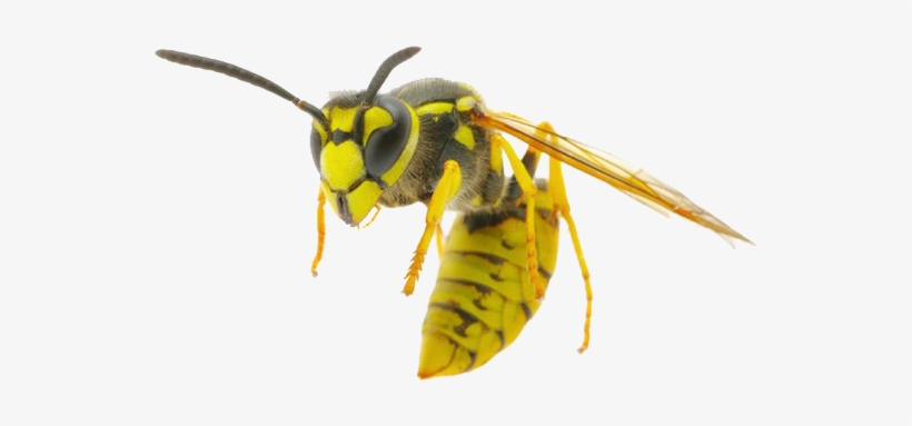 Wasp All Round Legend 2017 06 16t15 - Wasp Png Transparent, transparent png