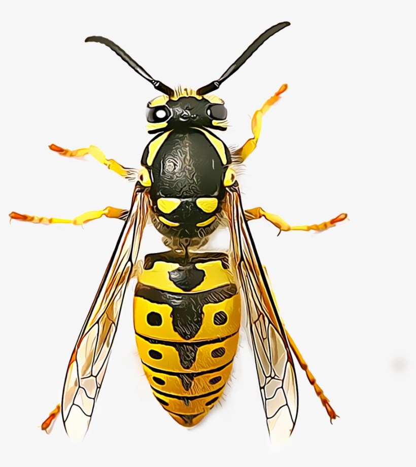 Many Wasps Live Solitary Lives And Go Unnoticed By - Top View Of Wasp, transparent png