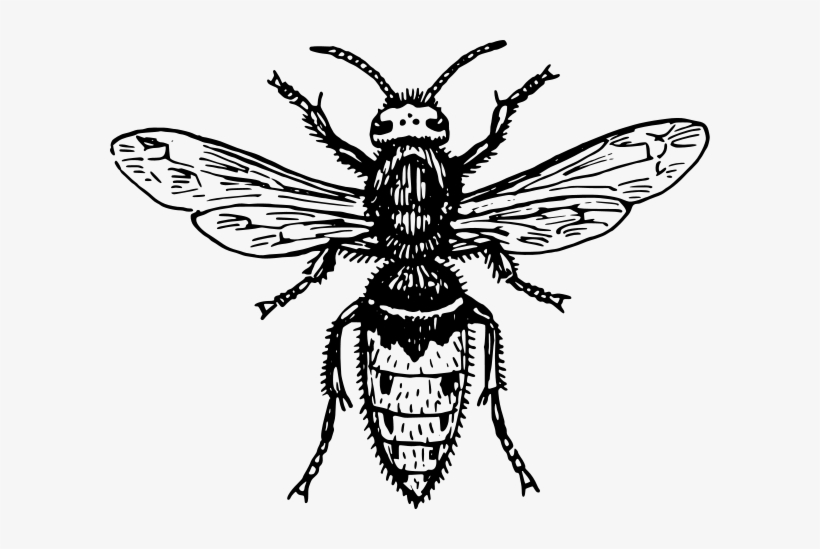 Hornet Clipart Png, transparent png