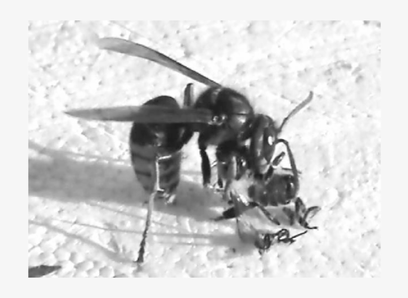 A Vespa Crabro Hornet Is Processing A Freshly Caught - Hornet, transparent png