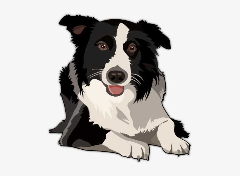 Australian Shepherd Vector - Border Collie Vector, transparent png