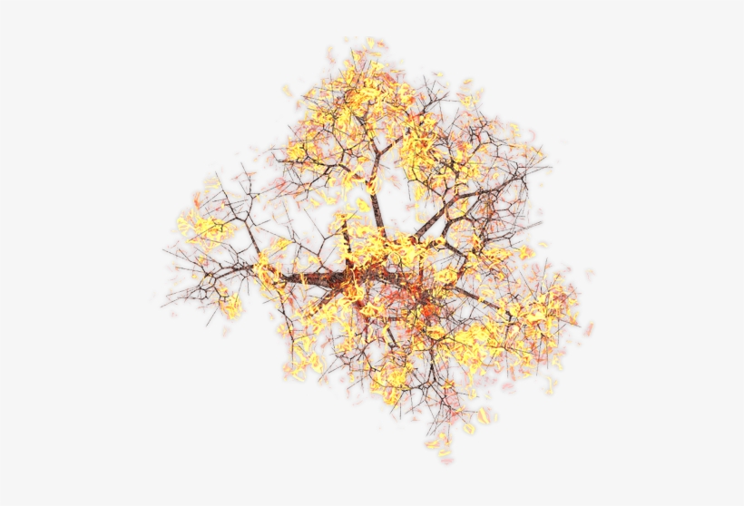 432k Burningtreekpl 01 06 Feb 2009 - Mountain Arnica, transparent png