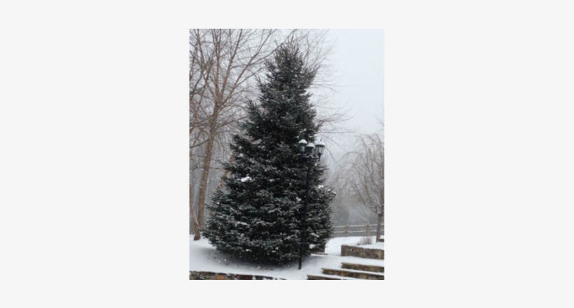 Christmas Tree, transparent png