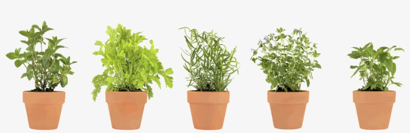 Pots Of Herbs - Herb Png, transparent png