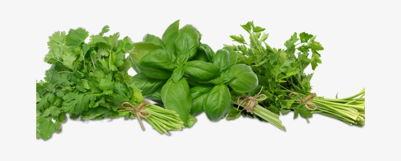 Coriander (cilantro) Slo-bolting Herb Seed, transparent png