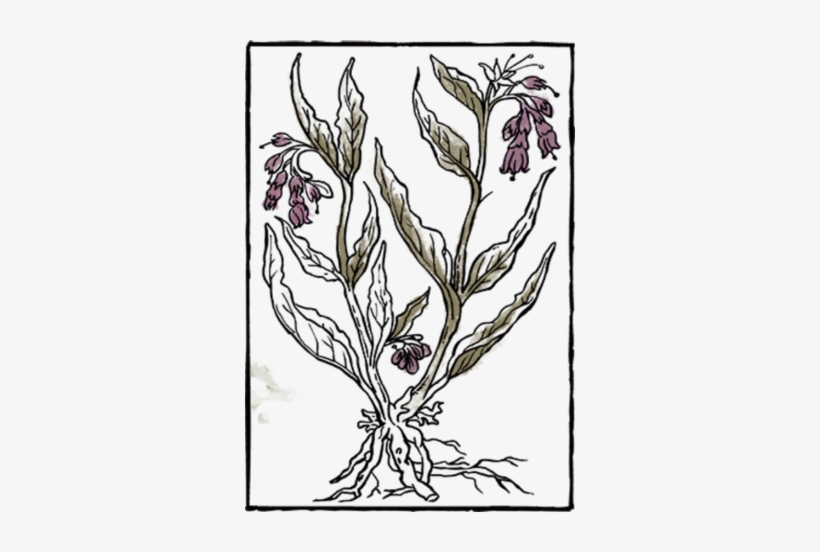 Book Herb13 - Book, transparent png