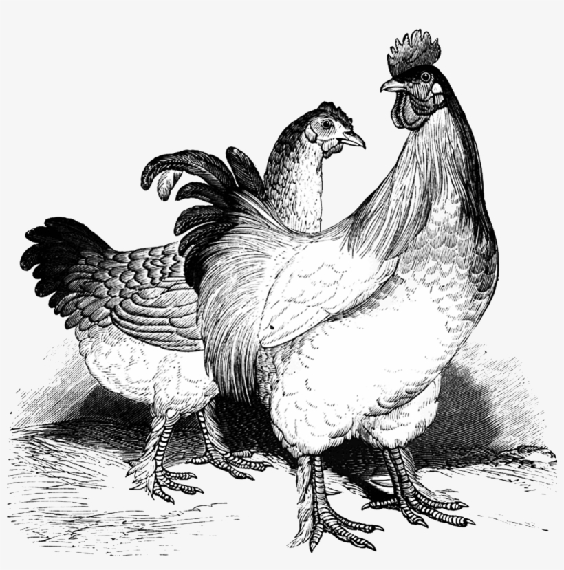 Chicken Clipart Cochin, transparent png