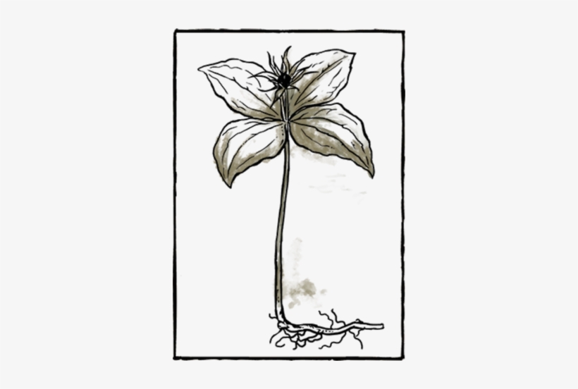 Book Herb11 - Sketch, transparent png