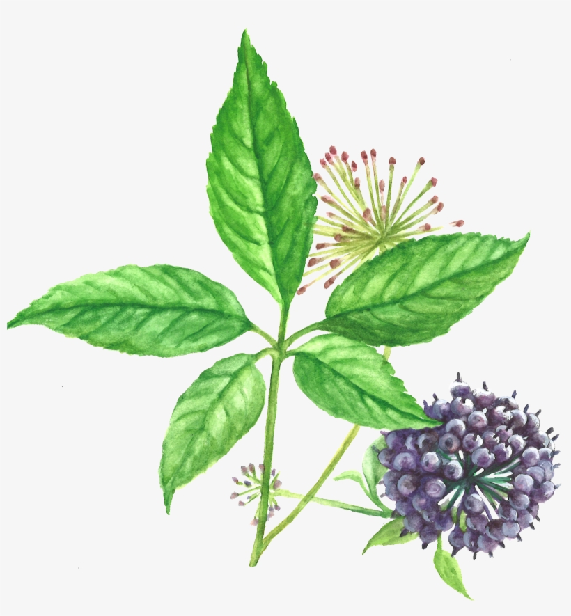 Eleuthero Siberian Ginseng Root 1 - Siberian Ginseng, transparent png