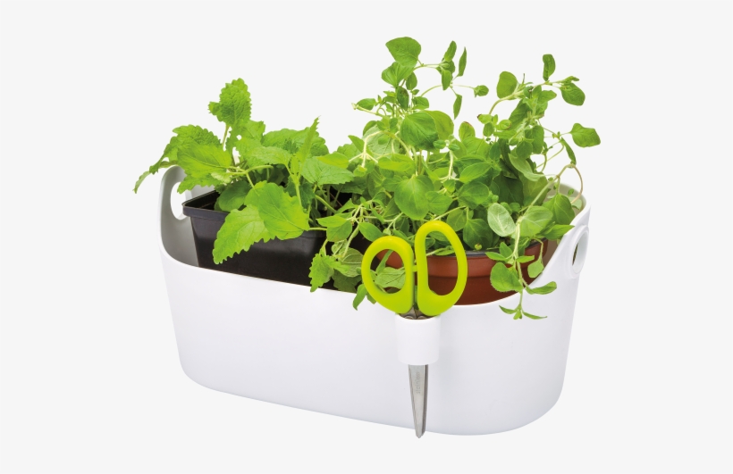 Home > Collection > Brussels Herbs Station - Elho Brussels Herbs Station White, transparent png