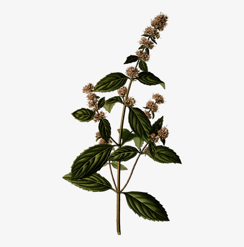 Peppermint Herb Medicinal Plants Mints - Mentha Spicata Illustration, transparent png