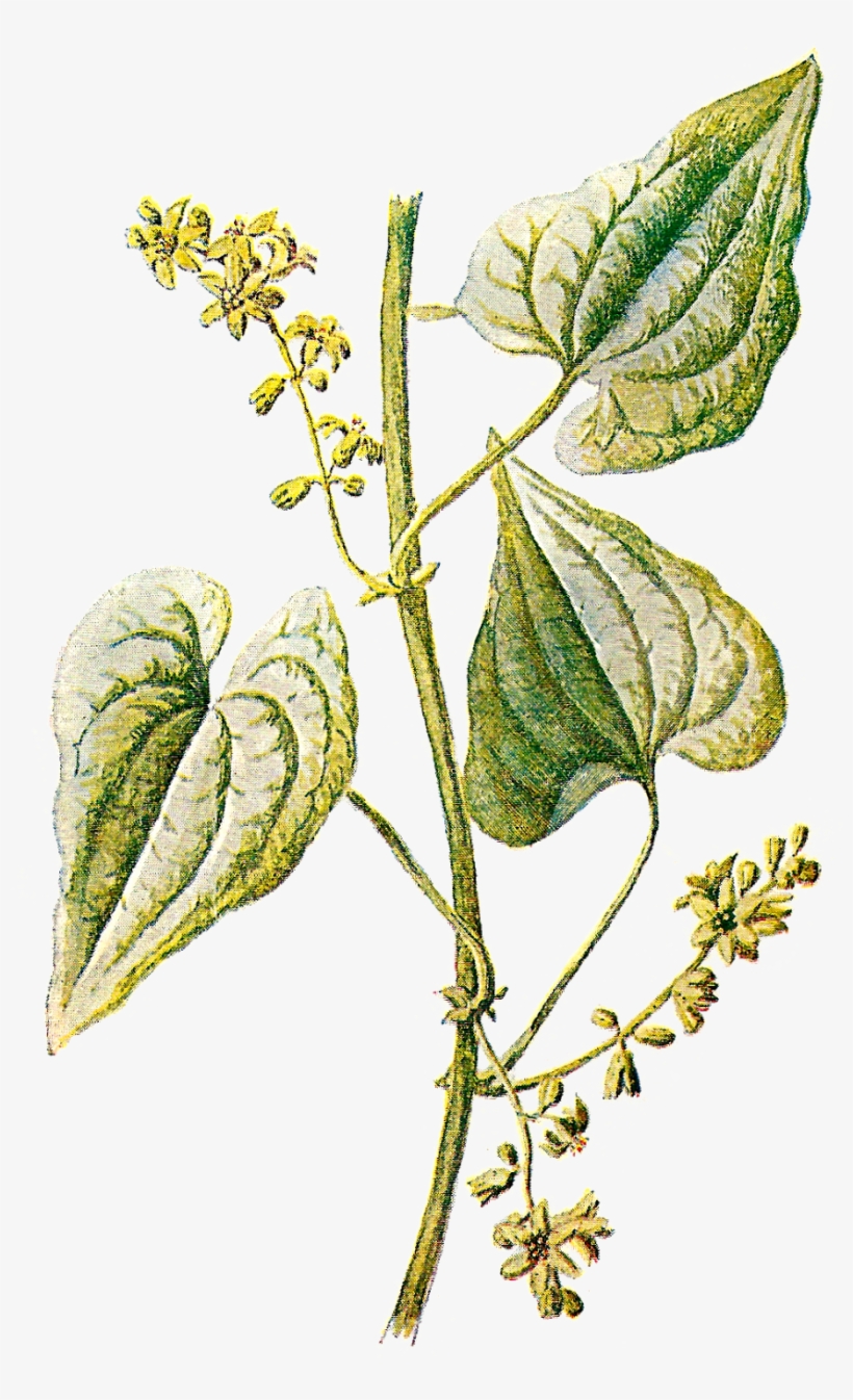Herbs Illustrations - Vintage Plant Illustration Png, transparent png