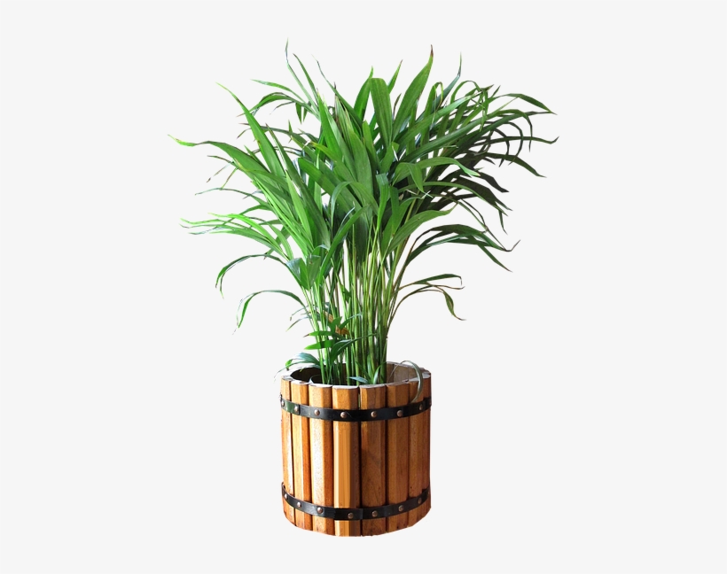 Palm, In, Pot, Cut, Out - Good Morning My Relatives, transparent png